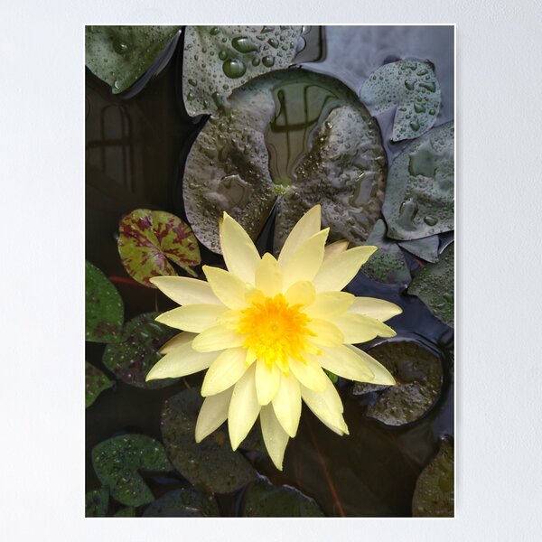 Item preview, Lotus designed and sold by ChanuDesigns.