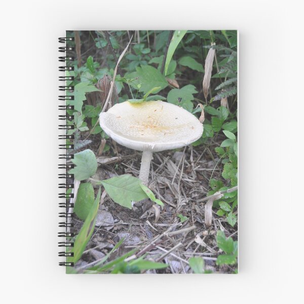 Item preview, Mushroom that Looks like a Birdbath  designed and sold by Theophanes Avery.