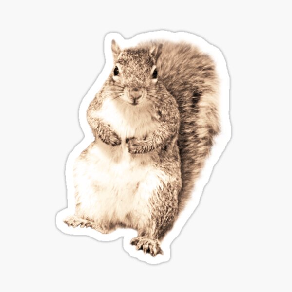 Friendly squirrel  Sticker