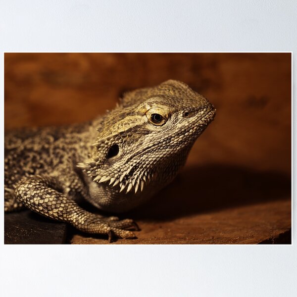 Item preview, leguan, leguan macro designed and sold by hottehue.