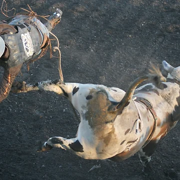 Artwork thumbnail, Thrown Bull Rider by Rodeo-Photos