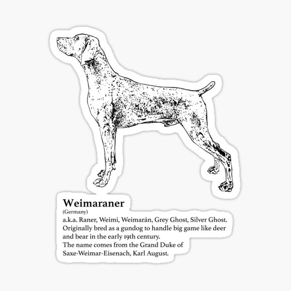 Weimaraner Sticker