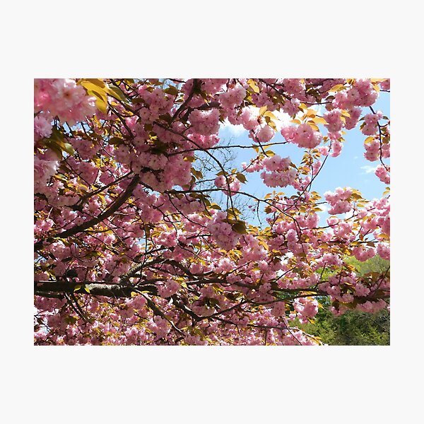 Pink Flowers Photographic Print