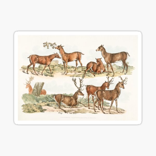 Illustration of hinds; stags or red deer Sticker