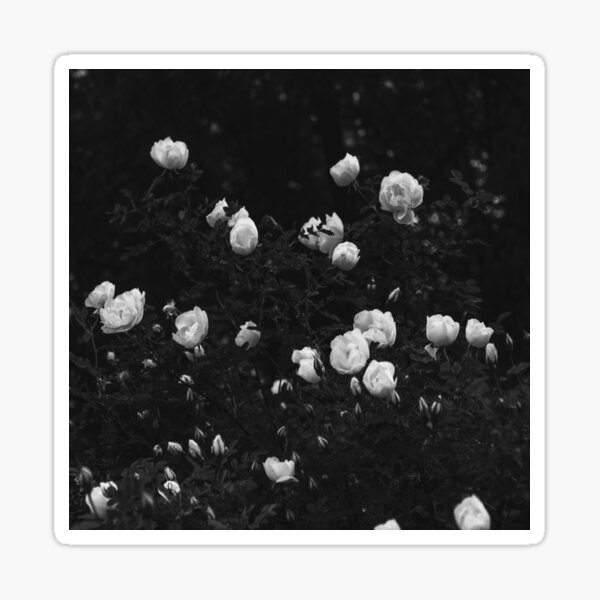 black-and-white-rose-bush-sticker-for-sale-by-misselis-redbubble