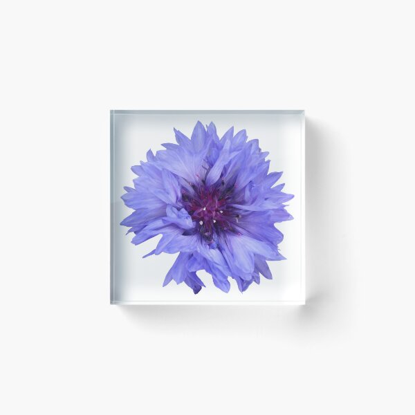 Artikelvorschau, Blaue Blume Kornblume Stillleben Blumenfotografie entworfen und verkauft von CottoVerdi.