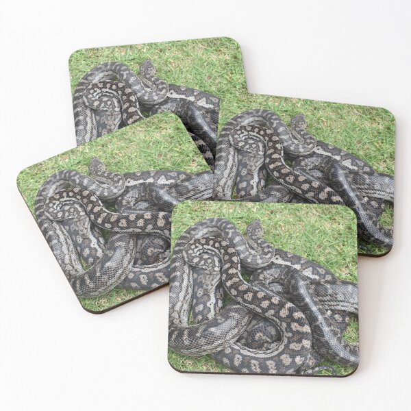 Item preview, Murray Darling Carpet Pythons designed and sold by JoshAusReps.