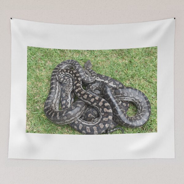Item preview, Murray Darling Carpet Pythons designed and sold by JoshAusReps.