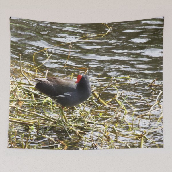 Item preview, Red Crested Water Chicken Common Gallinule designed and sold by toddbrooney.