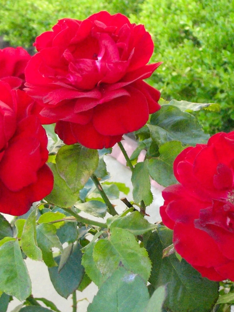 Thumbnail 5 of 5, iPhone Case, Red Roses designed and sold by donnagrayson.