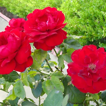 Artwork thumbnail, Red Roses by donnagrayson