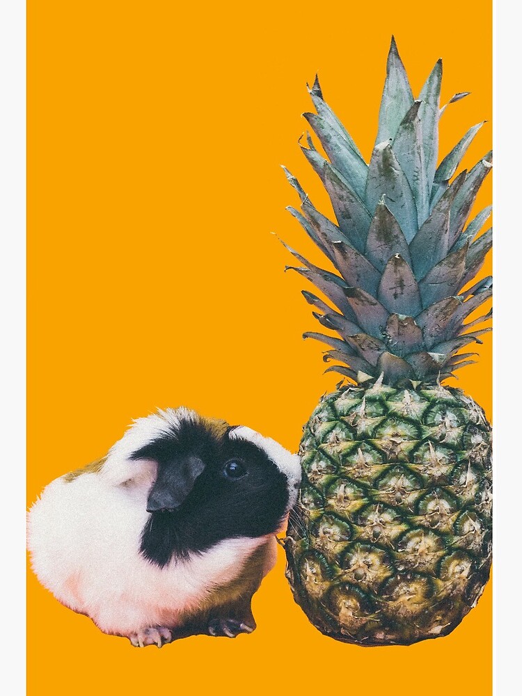 Guinea Pig Pineapple