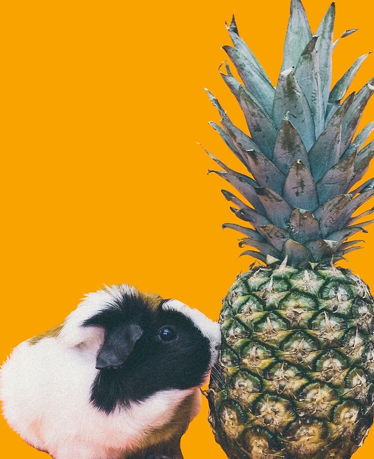 Guinea Pig Pineapple