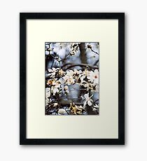 Magnolia Blossoms Framed Print