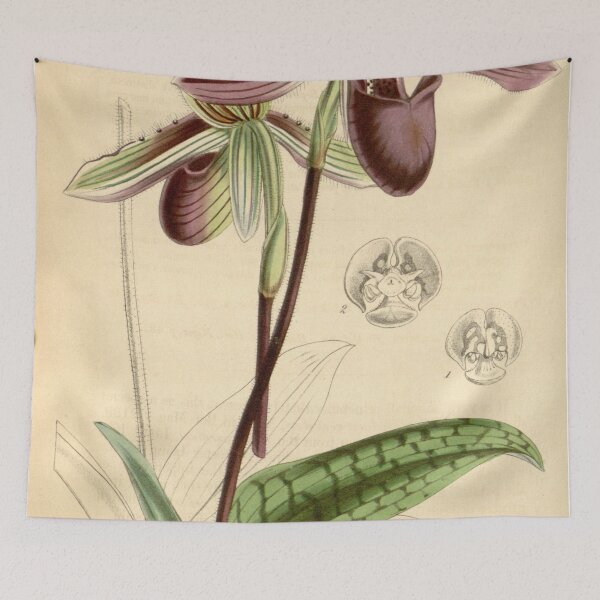 Item preview, Paphiopedilum barbatum (as Cypripedium barbatum) Curtis' 72 (Ser. 3 no. 2) pl. 4234 (1846) designed and sold by EsotericBotanic.