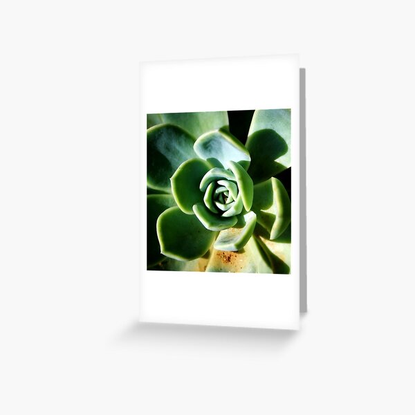 Succulent in sunlight Greeting Card