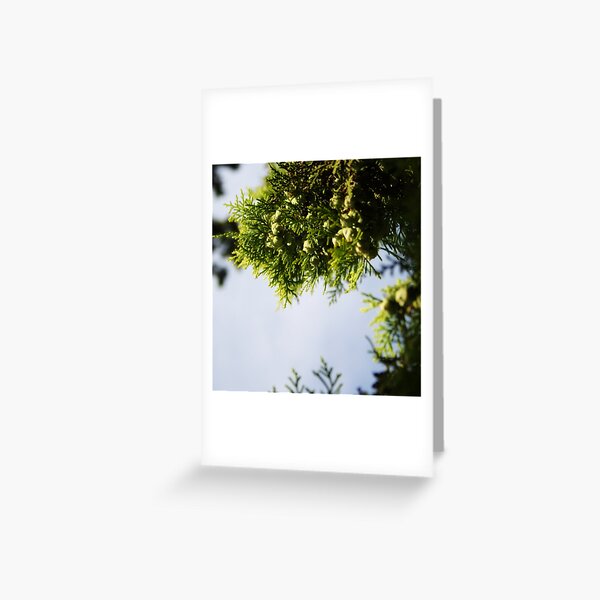 Leaves in sunlight Greeting Card