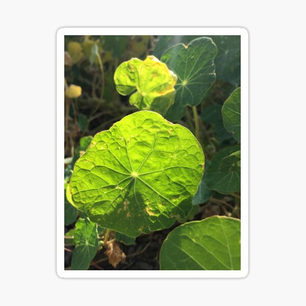 Nasturtium Sticker