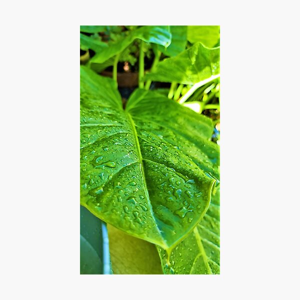 Deep Green Leaf Photographic Print