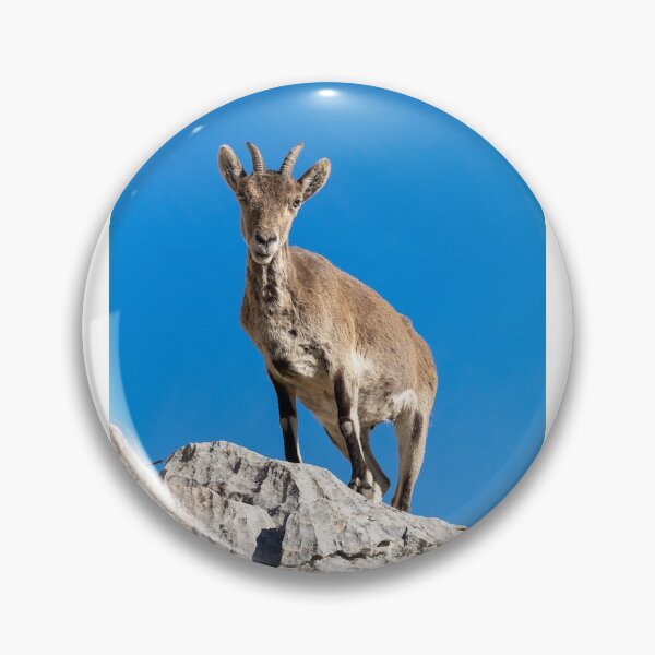 Item preview, Iberian Ibex designed and sold by DiFigianoPhoto.