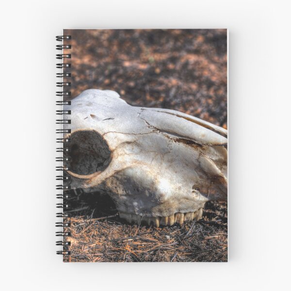 Item preview, Sheep skull designed and sold by shaynetwright.