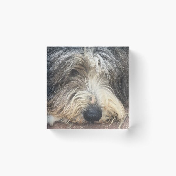 Bearded Collie Nap Time - Always got one eye open just in case! Acrylic Block