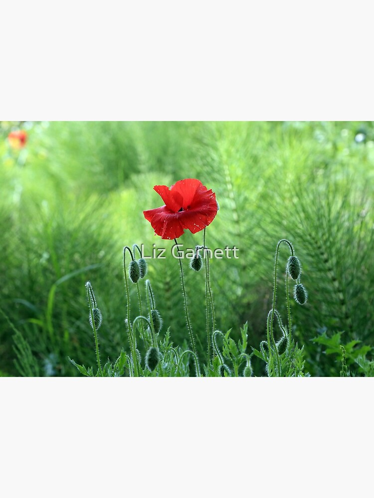 www.lizgarnett.com - Kent Poppy 1 by lizgarnett
