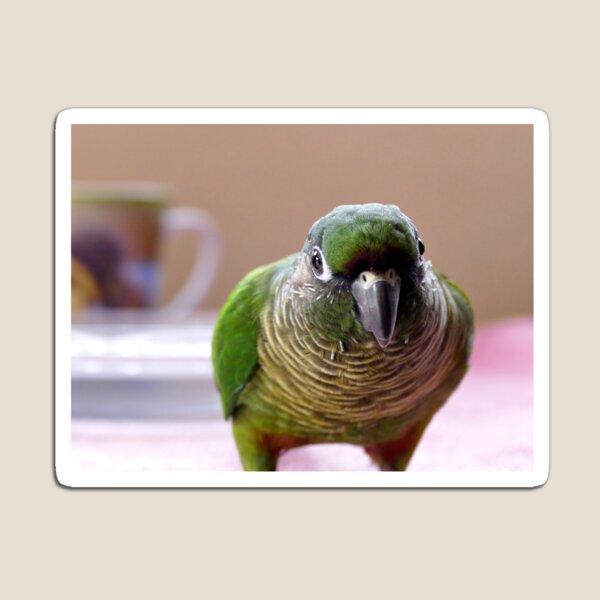 Mischievious Echo - Maroon-Bellied Conure Magnet