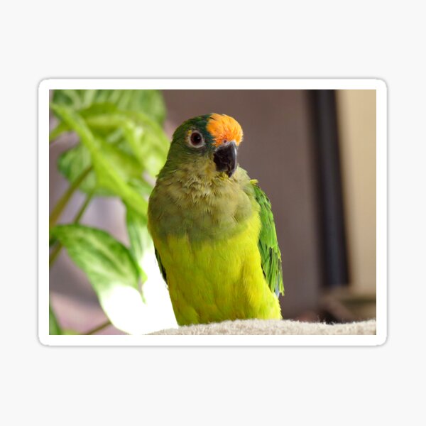 Dancing Delta - Peach-Fronted Conure Sticker