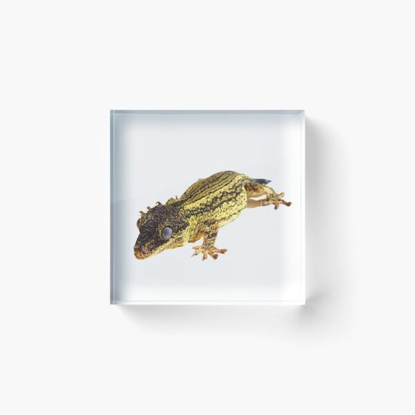 Item preview, Striped gargoyle gecko photography  designed and sold by bubbaclez.