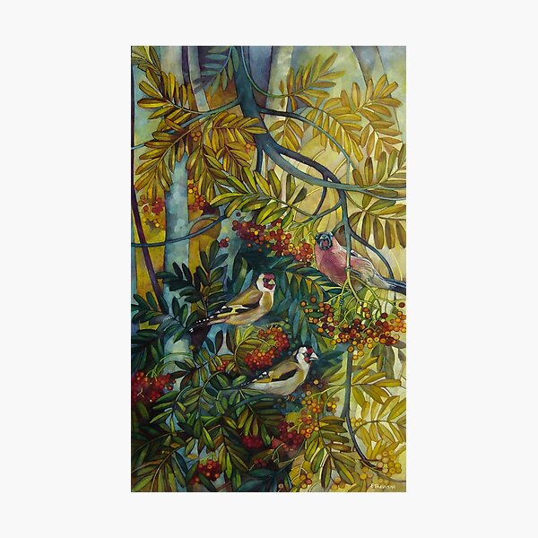Goldfinches in the sorb-tree "sorbus aucuparia " Photographic Print