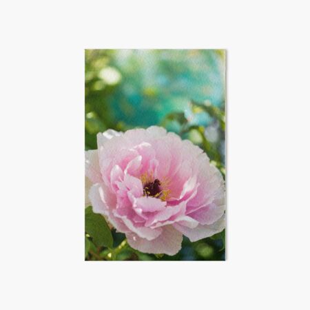 Peony in the Garden Art Board Print