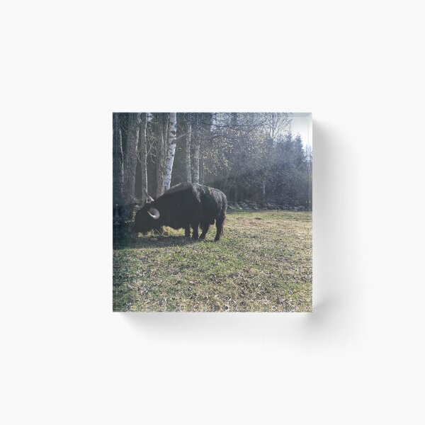 Item preview, Scottish Highland Cattle Bull 2371 designed and sold by SaarelaHighland.