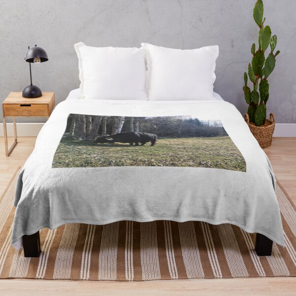 Item preview, Scottish Highland Cattle Bull 2371 designed and sold by SaarelaHighland.
