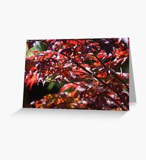 Maple Leaves Greeting Card