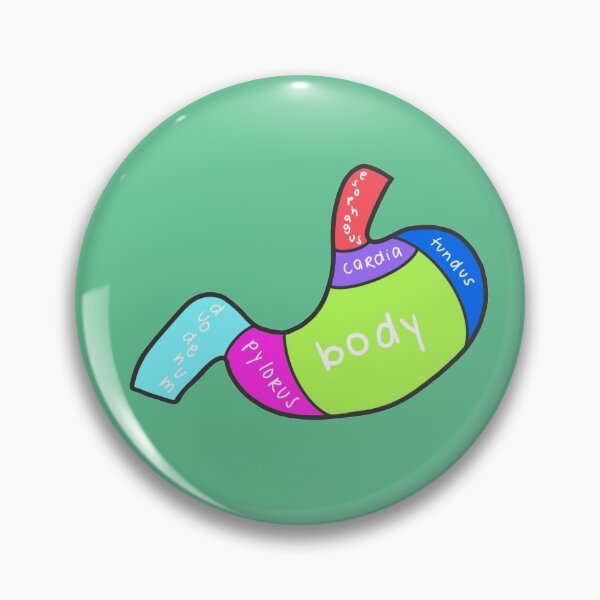 Item preview, Stomach divisions (labeled) designed and sold by tunatoes.