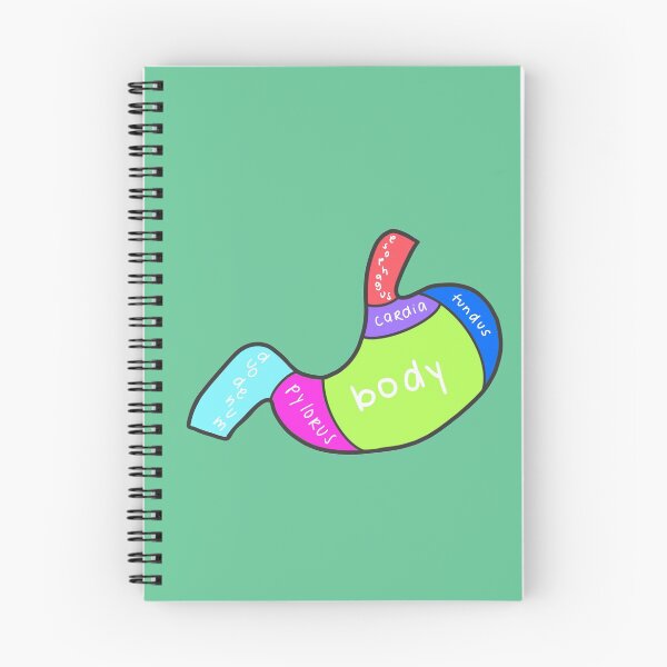 Item preview, Stomach divisions (labeled) designed and sold by tunatoes.