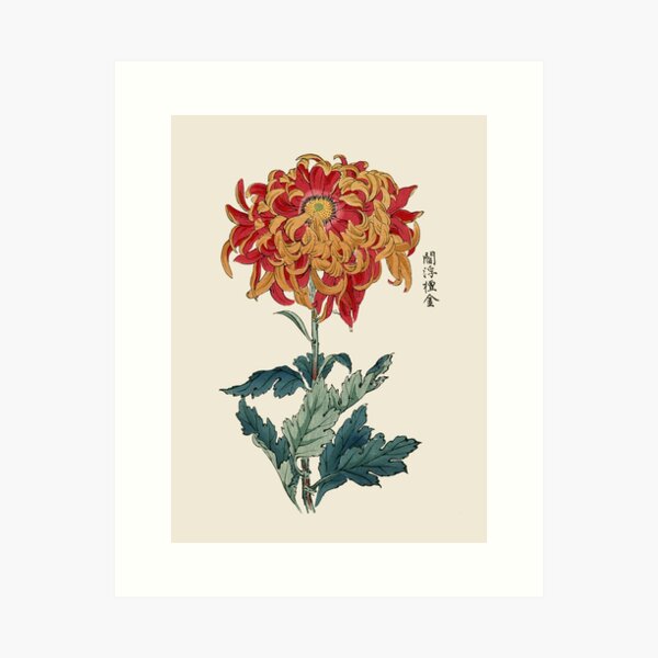 Chrysanthemum Antique Japanese Botanical Illustration Art Print