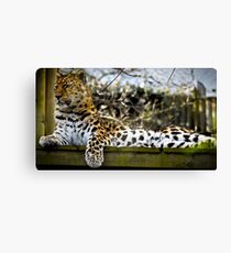 Leopard Watch Canvas Print