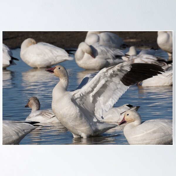 Item preview, Snow Goose Celebration  designed and sold by Kathleen Bishop.