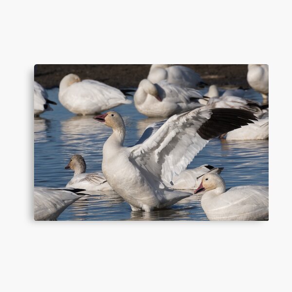 Item preview, Snow Goose Celebration  designed and sold by Kathleen Bishop.