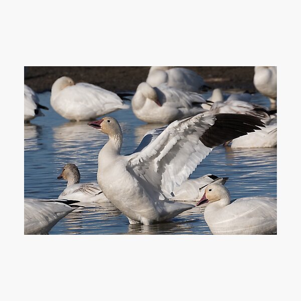 Item preview, Snow Goose Celebration  designed and sold by Kathleen Bishop.