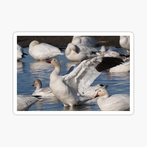 Snow Goose Celebration Sticker