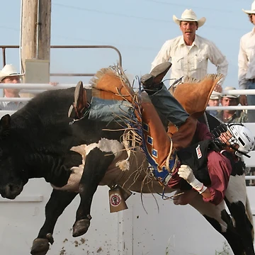 Artwork thumbnail, Bull Rider Getting Thrown by Rodeo-Photos