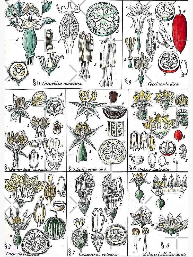 "Flowering Plant Parts Diagram" Poster for Sale by Yviemakes | Redbubble