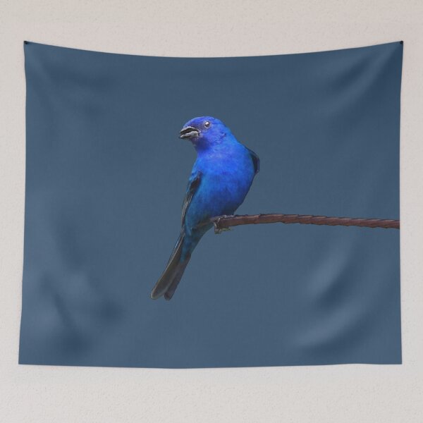 Item preview, Indigo Bunting designed and sold by cherylorraine.