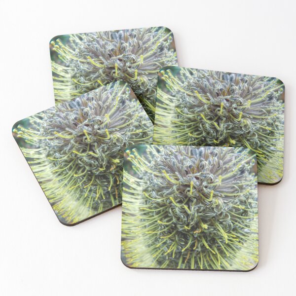 Item preview, Banksia Saxicola designed and sold by SACRED NATURE DESIGNS.