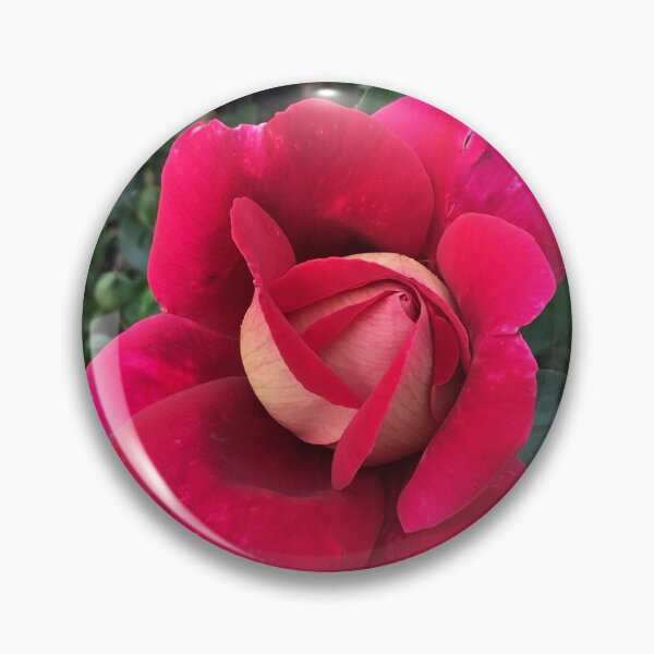 Item preview, Flaming Peace/Kronenburg Exquisite Scarlet and Gold Rose designed and sold by RoseAromas.