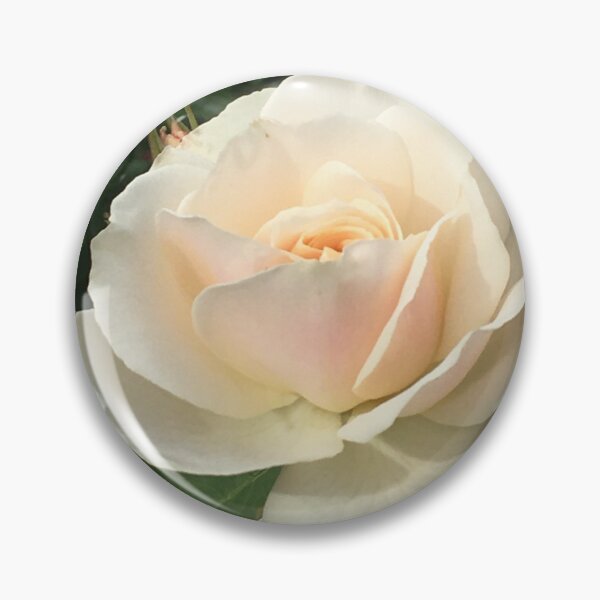 Item preview, The Splendour of Gruss An Aachen in Full Summer Bloom -  designed and sold by RoseAromas.