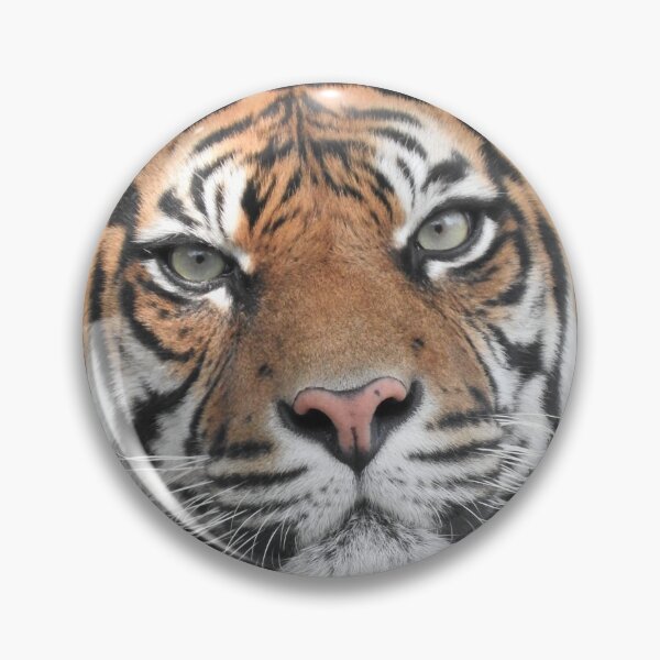 Item preview, Sumatran Tiger designed and sold by kirstybush.